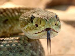 Pour faire fuir naturellement les serpents, rien de tel que quelques poules. Viperes 10 Astuces Naturelles Pour Les Eloigner De Votre Jardin