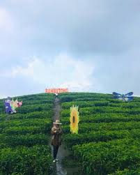Check spelling or type a new query. 8 Kebun Teh Instagramable Ini Ternyata Ada Di Indonesia Lho Pt Perkebunan Nusantara Xii