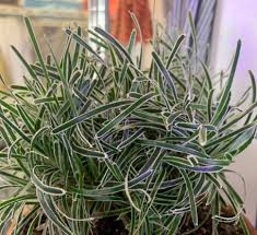 Image result for Ficinia