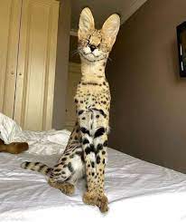 Posted on october 30, 2012 by michael broad. Best 30 Savannah Cat Fun On 9gag