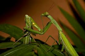 Navigate to the first search result item. Mantis Wikiwand