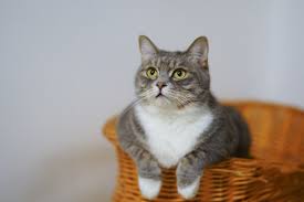 Check spelling or type a new query. Jangan Beri Nasi Kepada Kucing Ini Alasannya Antara News