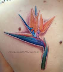 Realistic Bird Of Paradise Flower Tattoo Realistic Bird Of Paradise Flower Tattoo Artist Melissa Capo Www Tattoosbymelissa Com Realistic Flower Tattoo Bird Of Paradise Tattoo Birds Tattoo