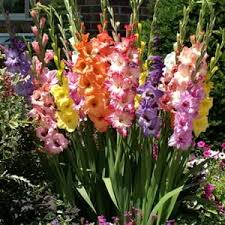 Image result for Gladiolus pretoriensis