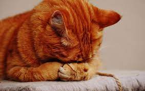 Why Is My Cat Farting Canna Pet