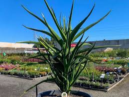 Image result for Aloidendron barberae