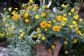 These are the absolute best summer blooms you'll want to plant and display around your home for the warmer months. Top 10 Plants For Pots And Containers Bbc Gardeners World Magazine