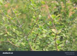 Image result for Scolopia zeyheri