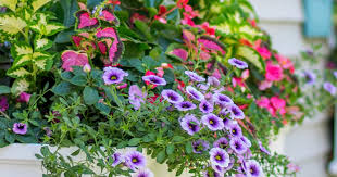 Collection by cathy anderson • last updated 2 days ago. How To Plant Up Pots Containers Tubs Window Boxes Ltg