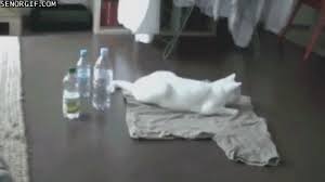 クソ笑ったgifがあるんだがｗｗｗｗｗｗｗｗｗ キニ速 funny gif bones funny lol