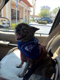 Michael Leinen Obituary (1952