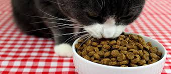 Formulated by both veterinarians and dry food isn't always the best option for diabetic cats, as carbohydrate content is often too high. The Best Cat Food Of 2015 Care Com