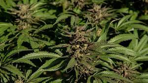 Weed Seasons: The Best Time To Grow Marijuana Outdoors | Weedmaps