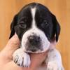 We have 9 english pointer puppies born 28/29th january. Https Encrypted Tbn0 Gstatic Com Images Q Tbn And9gcsvmoylhoomrrmxv72hkmdnslht8vptg93blmd5q4h2hvmktjfu Usqp Cau