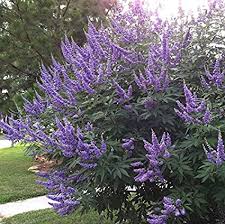 Chaste tree texas tree with purple flowers. Amazon Com 30 Seeds Of Vitex Agnus Castus Chaste Tree Aromatic Shrub Covered With Fragrant Purple Blooms The Whole Summer Patio Lawn Garden