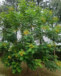 Image result for Laburnum