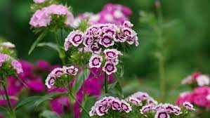 It features a mass of slim that is just a small sampling of the lovely flowers and plants that make their home in ireland. Eight Great Long Flowering Plants For The June Garden
