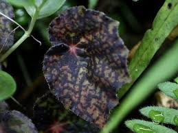 Image result for Asplenium mildbraedii