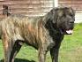 Brindle Bullmastiffs Home | Brindle Bullmastiffs