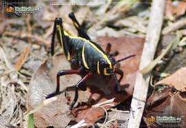 Listing of grasshopper or cricket insects that can be found in the state/territory of florida note: Southeastern Lubber Grasshopper Romalea Microptera