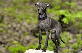 The italian greyhound is often described as being a unique breed among dog breeds. Italian Greyhound Dog Breed Information