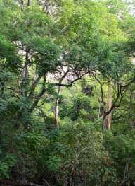 Image result for Commiphora fulvotomentosa