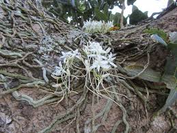 Image result for Mystacidium venosum