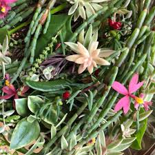Now it's called the tall bluebell because it can get up to 90 centimetres high, but around here, you're much more likely to get about 30 centimetres. Australian Native Edible Flowers Home Facebook