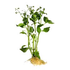 Image result for Adenostemma afrum