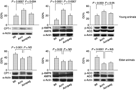 Learn tips and tricks for every part of your acro classes, from classroom management to progressions using trick ladders, drills and games and so much more! Regulation Of Cardiac Fatty Acids Metabolism In Transgenic Mice Overexpressing Bovine Gh In Journal Of Endocrinology Volume 201 Issue 3 2009