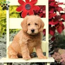 Our pups are perfect for anyone who loves dogs but hates the thought of allergies or piles of hair all over the house. Mini Labradoodle Puppies For Sale Greenfield Puppies Labradoodle Puppy Mini Labradoodle Puppy Labradoodle
