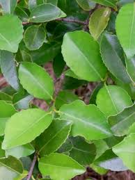Image result for Elaeodendron