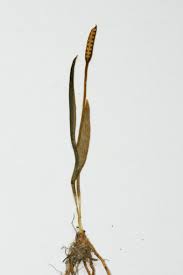 Image result for Ophioglossum gomezianum