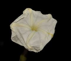 Image result for Ipomoea violacea