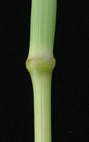 Image result for Sporobolus ioclados