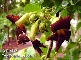Image result for Markhamia zanzibarica