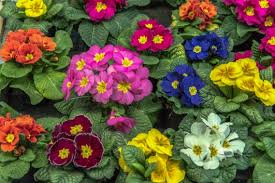 La verbena è una pianta perenne che può contare innumerevoli specie ibride. Piante Perenni Da Balcone Quale Scegliere Donnad