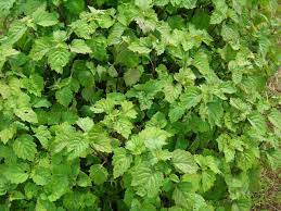 Maybe you would like to learn more about one of these? Daun Nilam Rempah Haji Halim