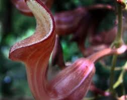 Image result for Aristolochia albida