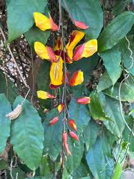 Image result for Thunbergia mysorensis