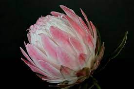 Protea In Sugar Protea Flower Gum Paste Flowers Sugar Flowers
