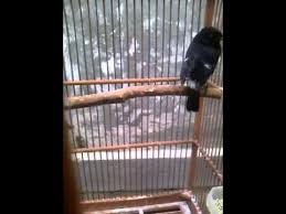 Suara burung decu gacor si kecil raja ngoceh. Suara Merdu Burung Decu By Youtuber Newbie