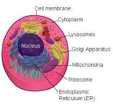 Animal Cell Cell Membrane Science Projects