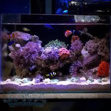 220 x 110 x 145 mm. Dekorasi Aquarium Air Laut Untuk Hotel Di Jakarta Pusat Telepon 0812 9090 9803 Coral Reef Aquarium Aquarium Fish Tank Saltwater Fish Tanks