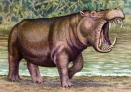 Image result for Nesogenes madagascariensis