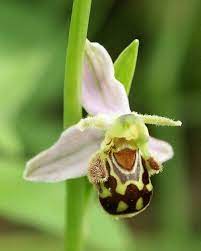 9 Bee Orchid Ophrys Apifera Unusual Flowers Unique Flowers Flower Pictures