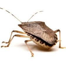How do we get rid of these pests? How To Get Rid Of Stink Bugs Tomlinson Bomberger