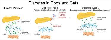 We did not find results for: Diabetes In Dogs And Cats Diabetes Mellitus Type 1 And 2