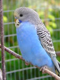 Big Birds You Can Have As Pets Yellow Headed Skyblue Baby Budgie Pet Birds Budgies Parakeet Art