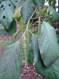 Image result for Metteniusaceae